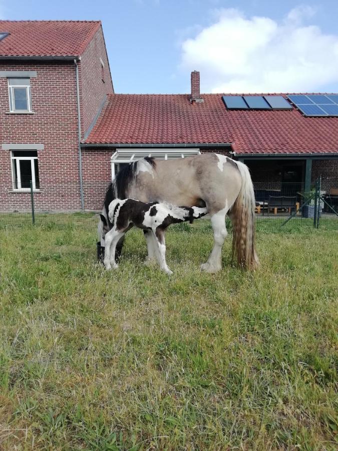 Wings Creek Ranch B&B Zutendaal Dış mekan fotoğraf